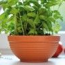Vaso Taça Misa Plástico Terracota - 20 cm Vaso Taça Misa Plástico Terracota - 20 cm