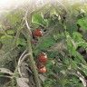 Tutor para Tomates Espiral Galvanizado 7x180cm Nortene