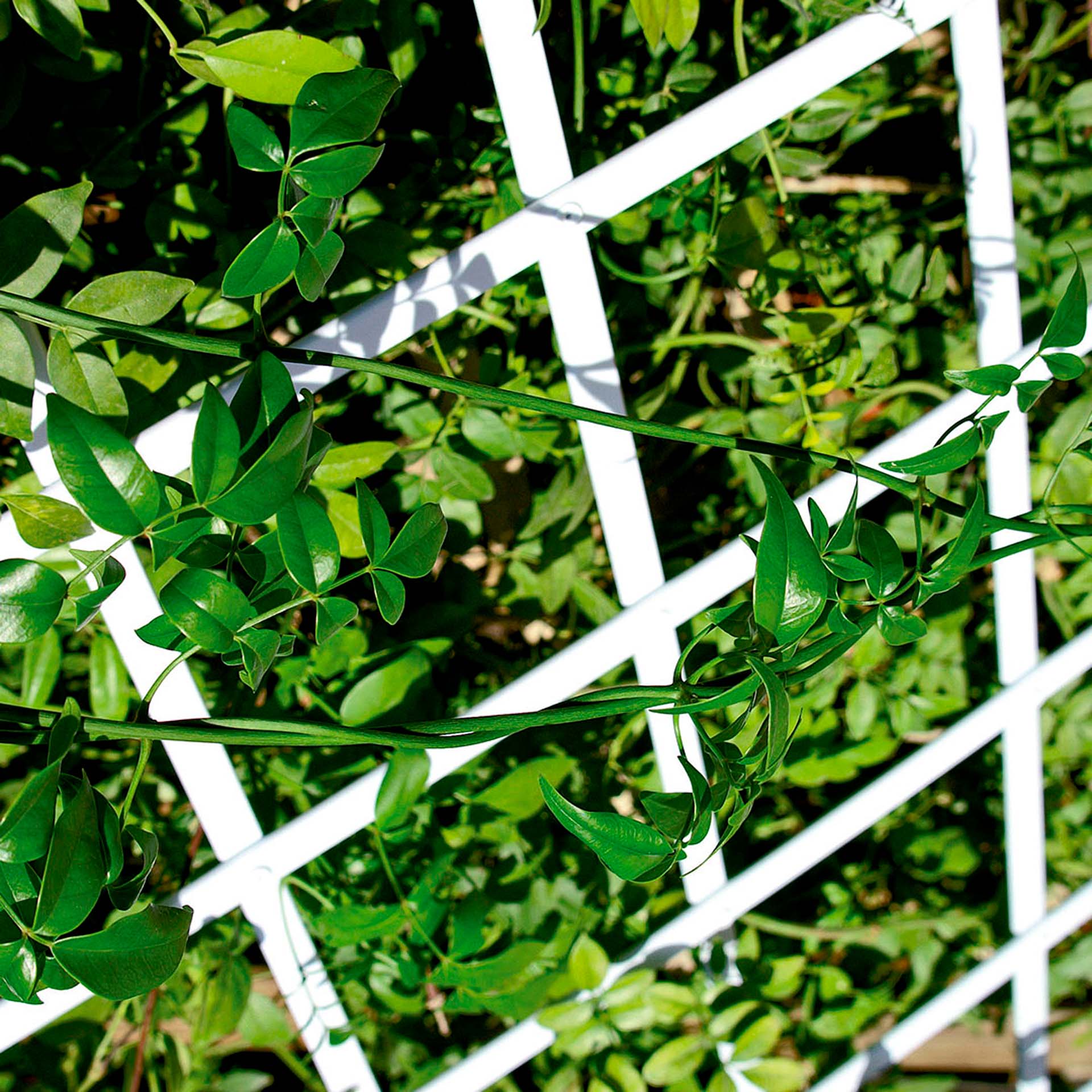 Gelosia Extensível Branco 1x2M Catral