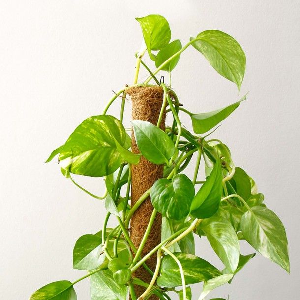 Tutor de Coco Ø4,5cm Nortene Tutor de Coco Ø4,5cm Nortene