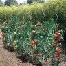 Tutor para Tomates Espiral Galvanizado 7x180cm Nortene
