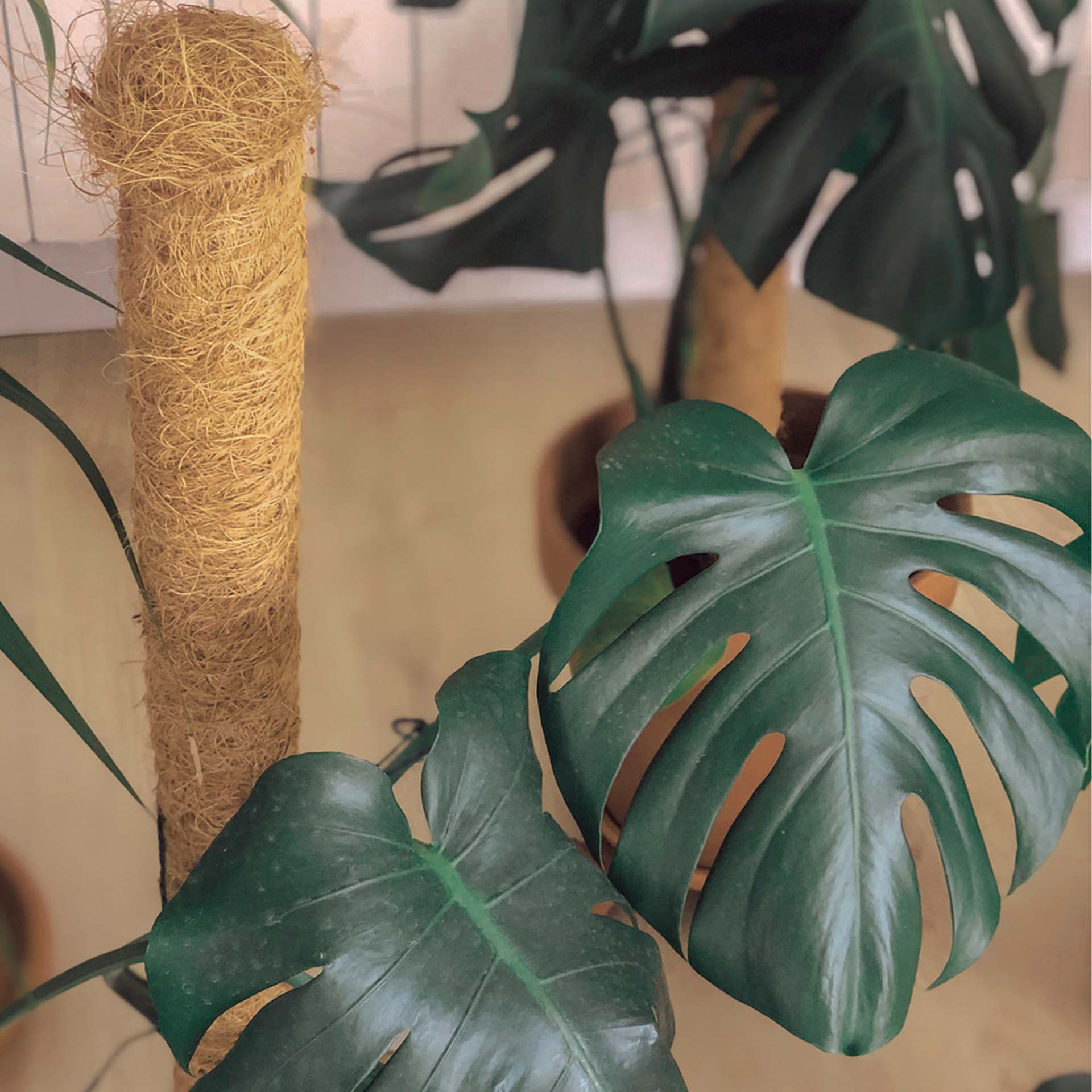 Tutor de Coco Ø4,5cm Nortene