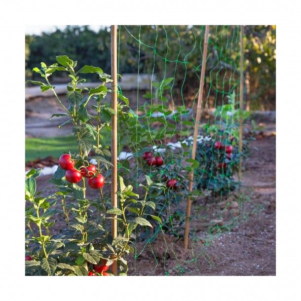 Tutor de Bambu 10 Uni Tutor de Bambu 10 Uni