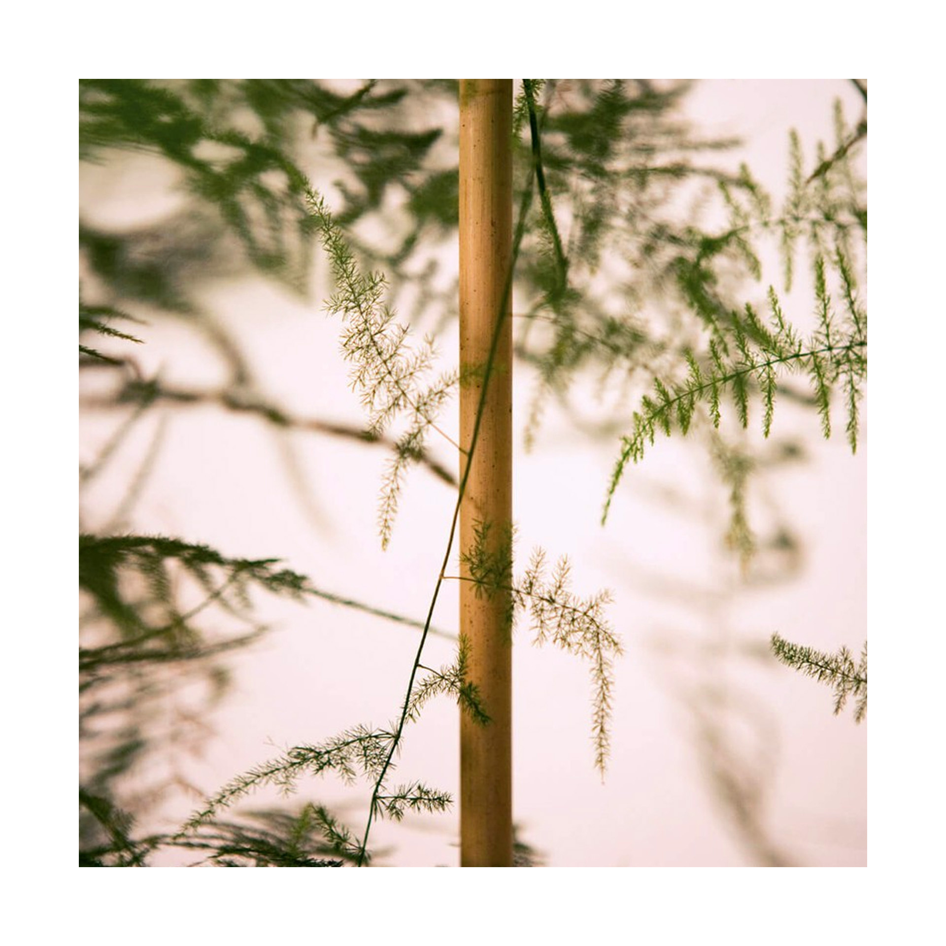 Tutor de Bambu 10 Uni