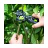 Tesoura de Enxertia 21,5cm Vito
