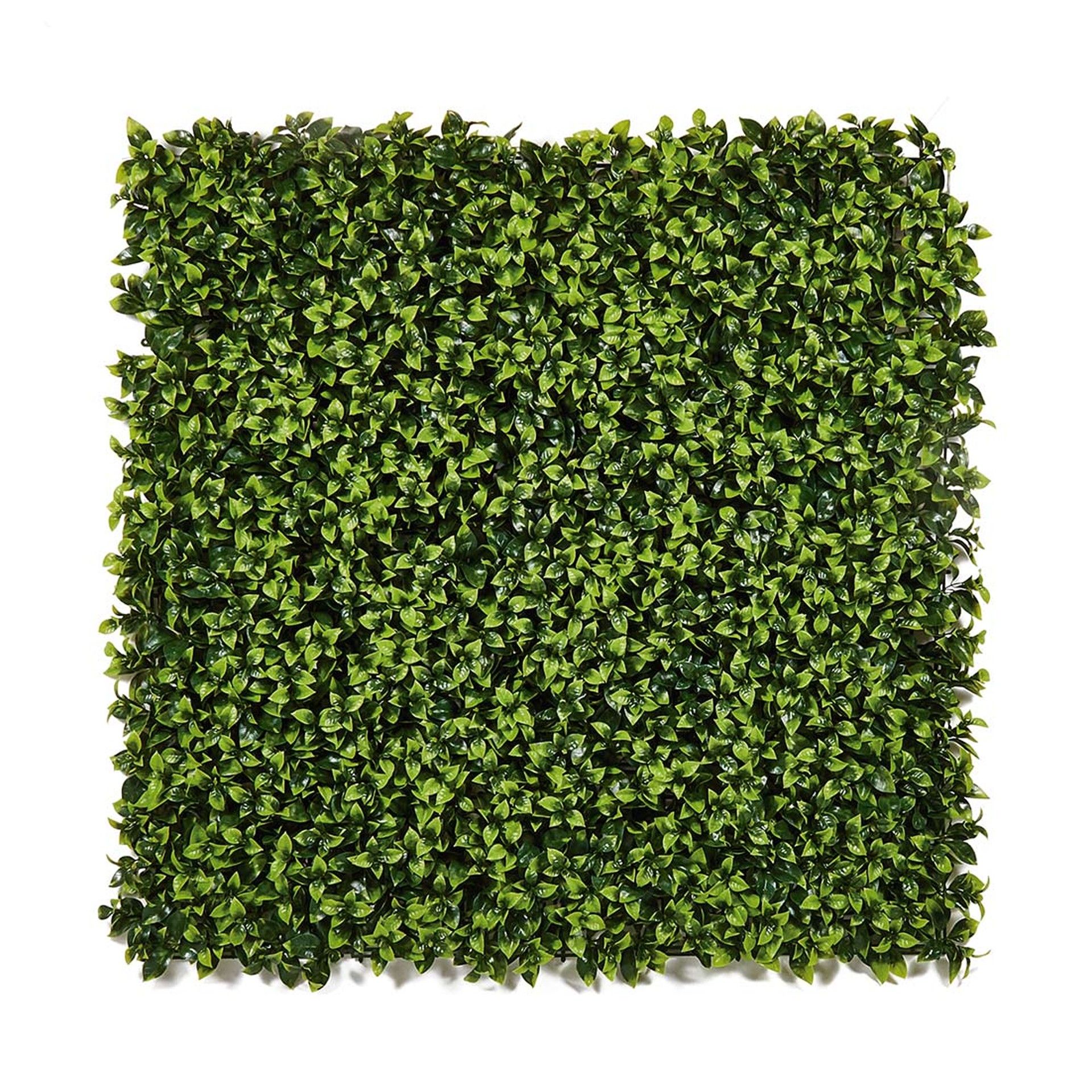 Jardim Vertical Buxus 100x100cm Catral