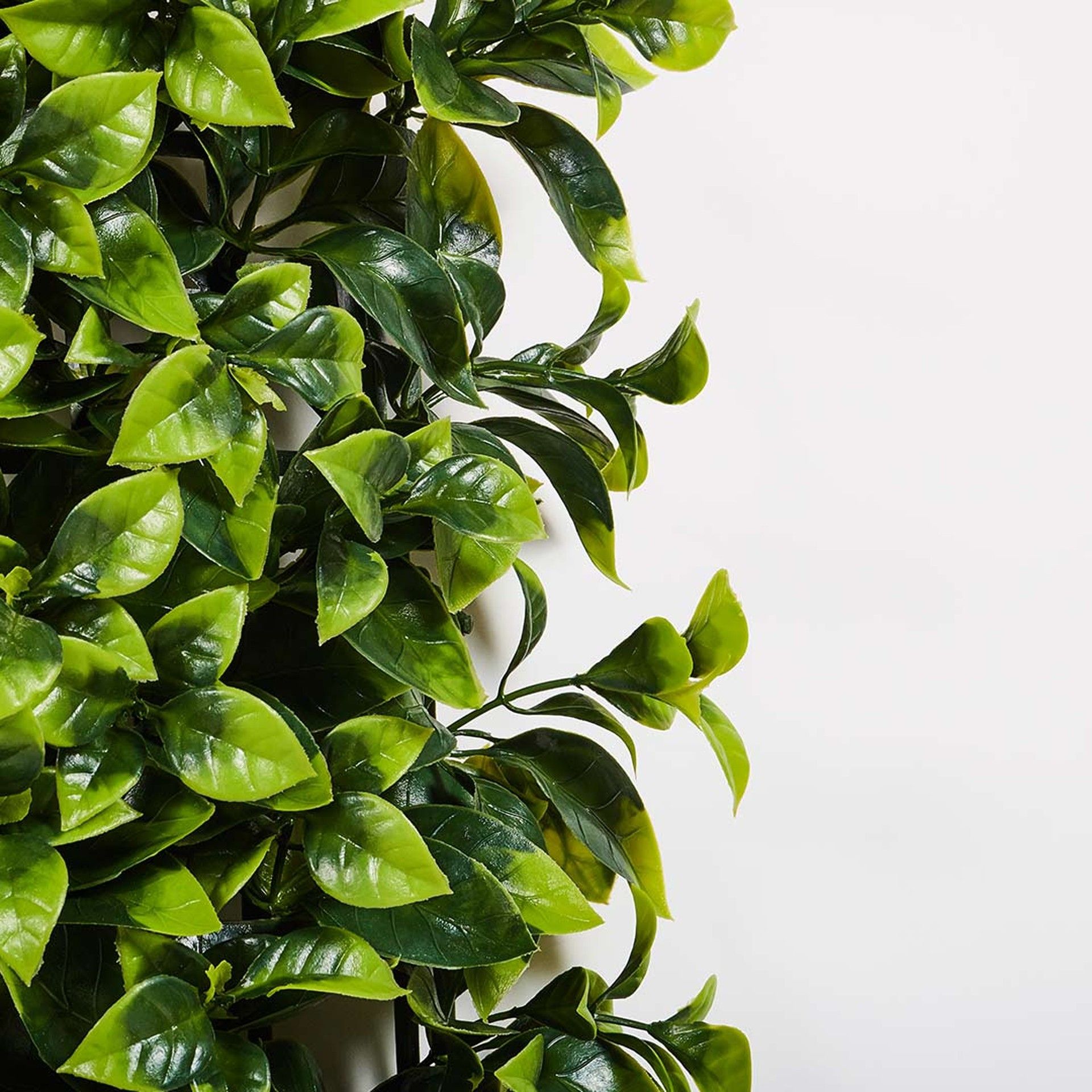 Jardim Vertical Buxus 100x100cm Catral