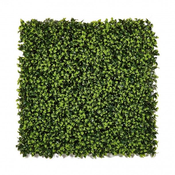 Jardim Vertical Buxus 100x100cm Catral Jardim Vertical Buxus 100x100cm Catral
