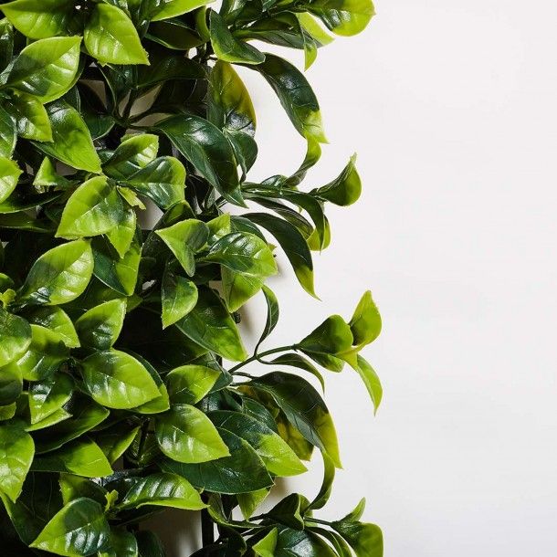 Jardim Vertical Buxus 100x100cm Catral Jardim Vertical Buxus 100x100cm Catral