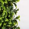 Jardim Vertical Buxus 100x100cm Catral Jardim Vertical Buxus 100x100cm Catral
