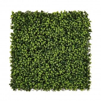 Jardim Vertical Buxus 100x100cm Catral