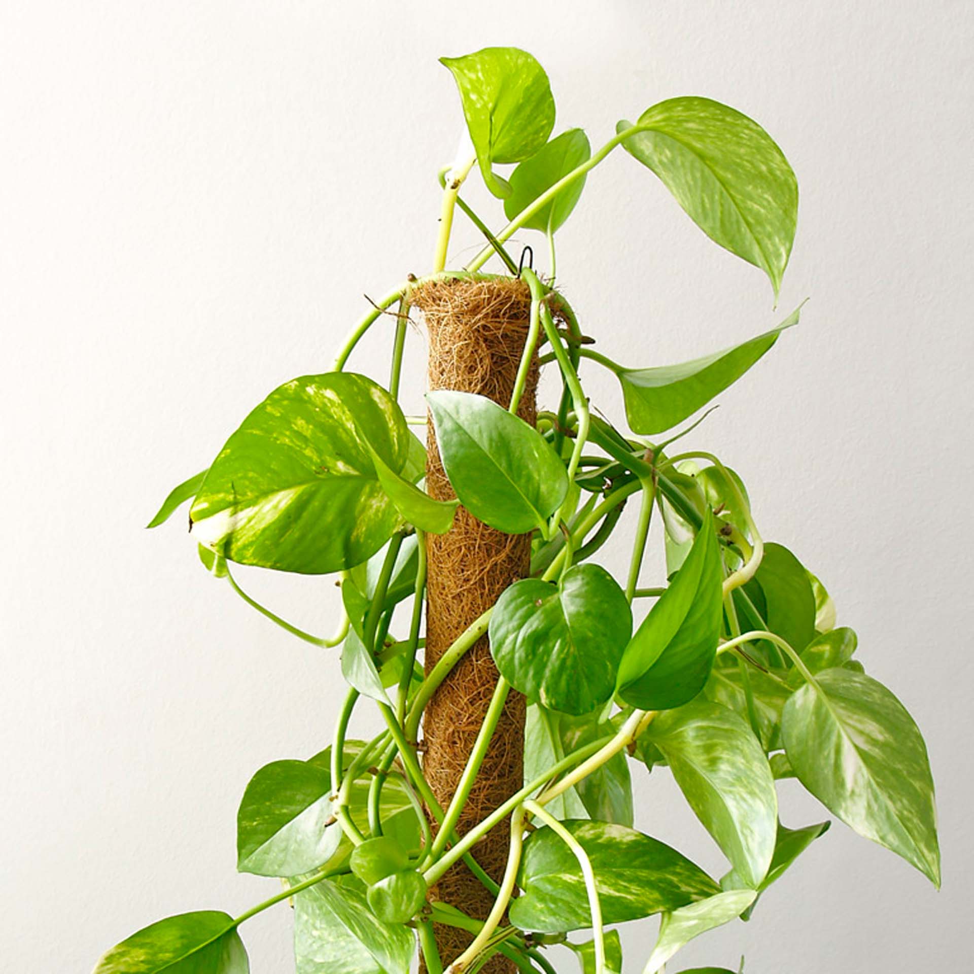 Tutor de Coco Ø4,5cm Nortene